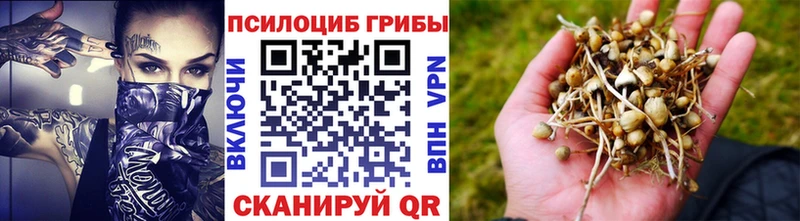 Псилоцибиновые грибы Cubensis  где купить наркоту  Козловка 
